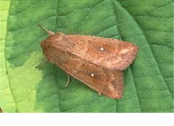 Nature jottings from Perrymill Lane September 2025