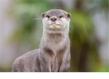 Nature jottings from Perrymill Lane October 2025